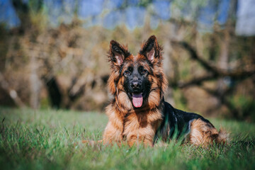German shepherd longhaired dog posing outside. Show dog in natural park.	