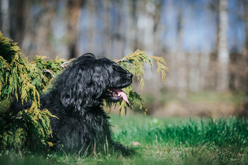 Portuguese Water Dog posing in beautiful garden.