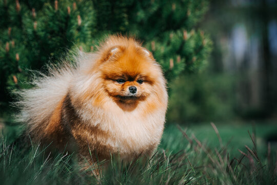 Pomeranian dog posing outside. Beautiful fluffy dog in the park