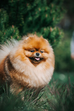 Pomeranian dog posing outside. Beautiful fluffy dog in the park	