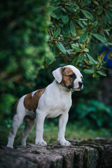 American bulldog purebred dog puppy outside. Green background and bull type dog.