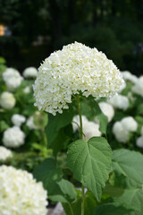 Inflorescence of Hydrangea tree Anabel white (lat. Hydrangea arborescens) on a blurred background of green leaves and white flowers.