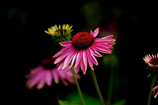 pink flower
