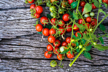 Fototapeta na wymiar Fresh harvest organic farm ripe small tomatoes