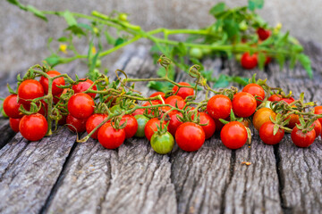 Fresh harvest organic farm ripe small tomatoes