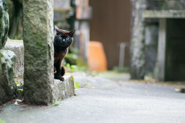 京都 伏見稲荷大社に暮らす好奇心旺盛な野生の黒猫
