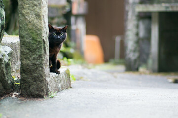 隠れて様子を見る可愛らしい黒猫