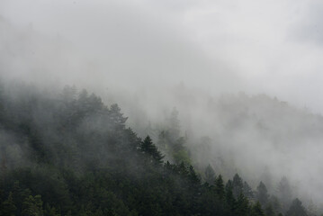 Fototapeta na wymiar Wolken im Hang im Thüringer Wald