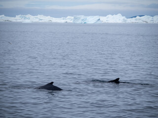 Fototapeta premium Dramatic encounter with a Humpback whale and its calf among enormous icebergs, disko Bay, Ilulissat, Western Greenland 
