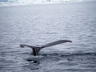 Dramatic encounter with a Humpback whale and its calf among enormous icebergs, disko Bay, Ilulissat, Western Greenland
