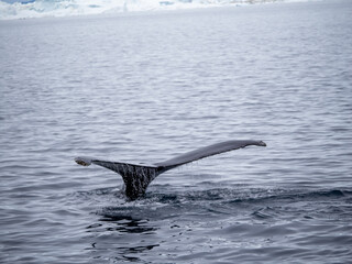 Obraz premium Dramatic encounter with a Humpback whale and its calf among enormous icebergs, disko Bay, Ilulissat, Western Greenland 