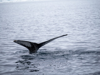 Fototapeta premium Dramatic encounter with a Humpback whale and its calf among enormous icebergs, disko Bay, Ilulissat, Western Greenland 