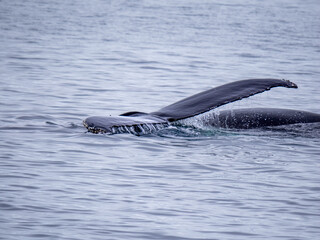 Dramatic encounter with a Humpback whale and its calf among enormous icebergs, disko Bay, Ilulissat, Western Greenland
