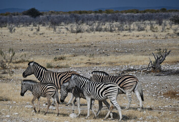 Fototapeta na wymiar Family of Zebras Walking Across a Stony Plain in Namibia