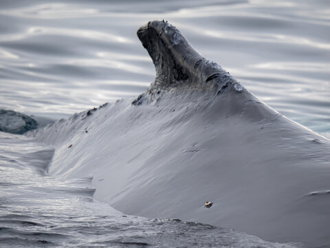 Dramatic encounter with a Humpback whale and its calf among enormous icebergs, disko Bay, Ilulissat, Western Greenland
