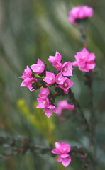 Deep pink flowers of the Australian Native Rose, Boronia serrulata, family Rutaceae, against blue sky. Growing in moist heath in Sydney, NSW. Spring flowering. Also found in sclerophyll forest 