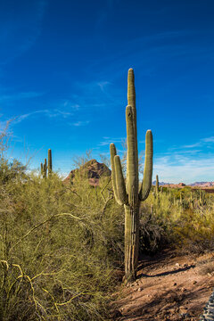 cactus in the desert © Thomas