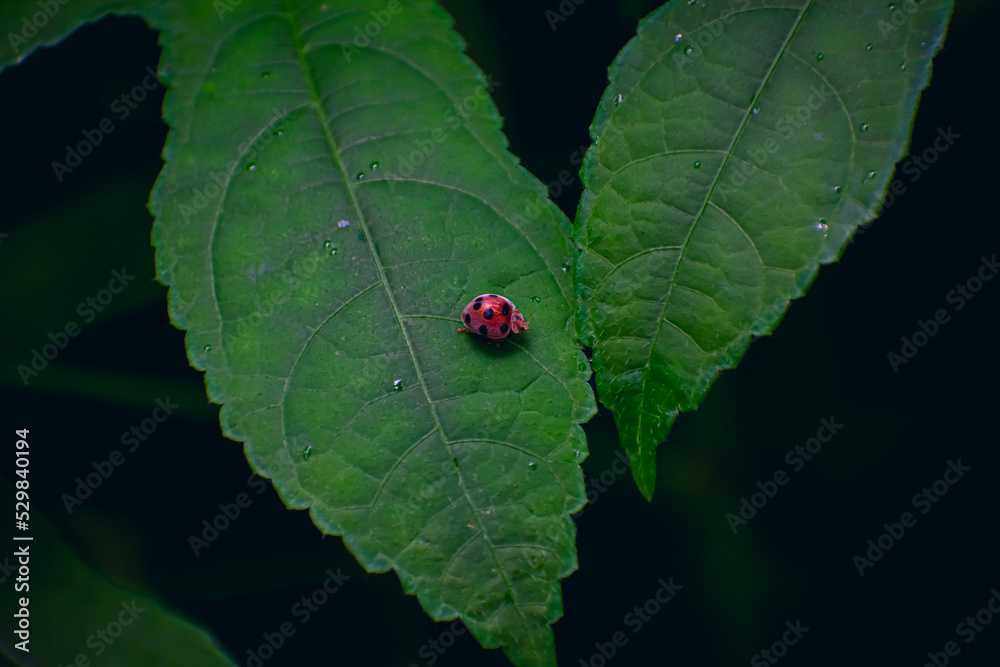 Wall mural coccinellidae is a widespread family of small beetles ranging in size from 0.8 to 18 mm.