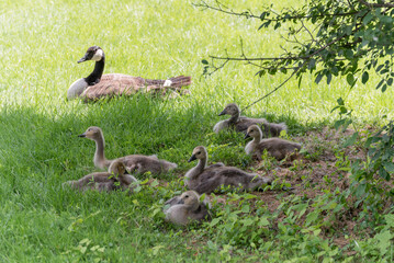 Canada Geese With Goslings Resting Under A Shady Tree