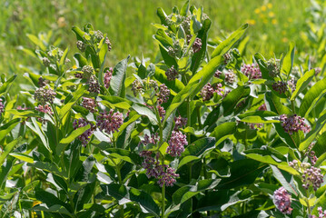 Swamp Milkweed Growing In The Field