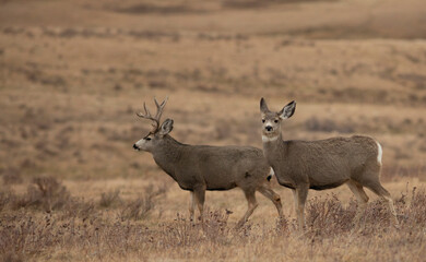 Naklejka na ściany i meble Montana mule deer pair during the rut