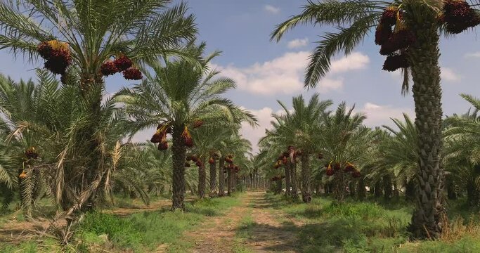 Date palm trees with clusters of ready for harvest Red Dates and blue cloudy sky in the background.