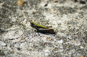 grasshopper on the stone
