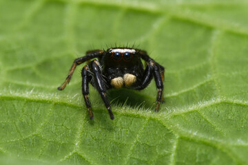 휜눈썹 깡충거미 숫컷