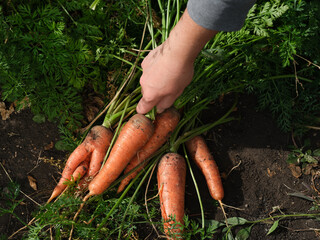 A woman picking up freshly harvested organic carrots that were lying on soil