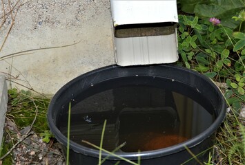 Rainwater in a bucket