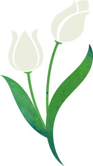 Water color texture botanic garden plant flower white tulip