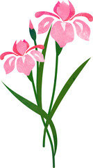 Fototapeta premium Water color texture botanic garden plant flower pink iris
