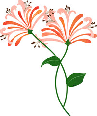 Water color texture botanic garden plant flower orange honeysuckle