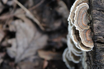 mushroom on tree trunk