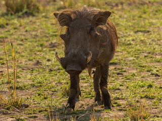 Ein Warzenschwein in der Frontale