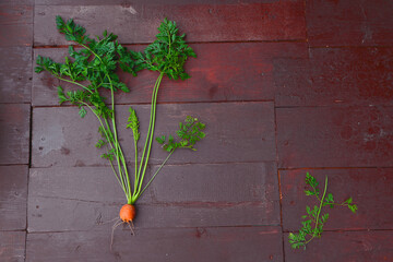 Small irregular shaped carrots on a wooden surface with tops on a wooden background. Concept crop...