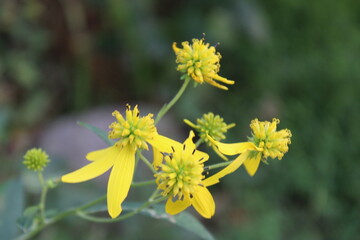 yellow flowers in the garden