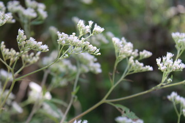 flowers in the forest