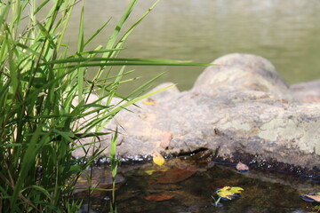 river in the forest