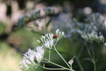 ladybug on a flower