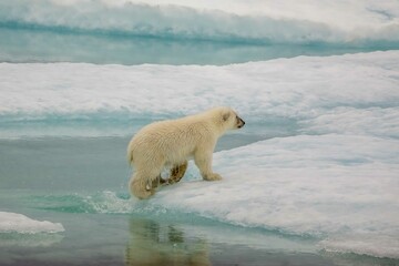 Fototapeta na wymiar Wet polar bear cub