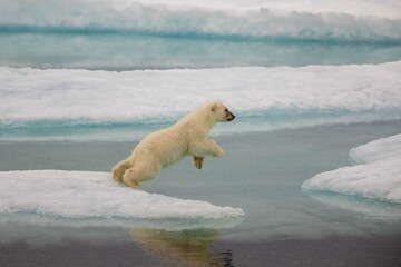 Polar bear cub attempting leap