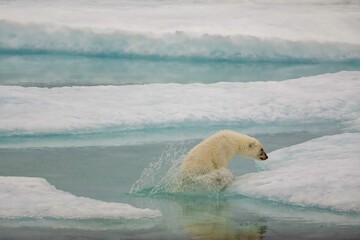 Polar bear cub splash