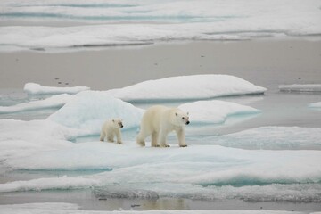 Polar bear mom and cub on ice © karenfoleyphoto