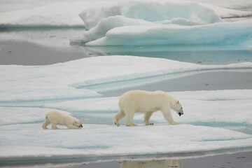 Polar bear mom and cub walking