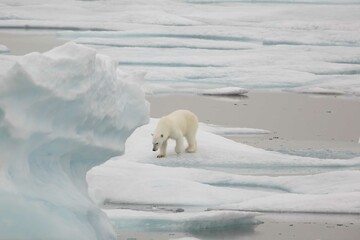 Polar bear on multiyear ice © karenfoleyphoto