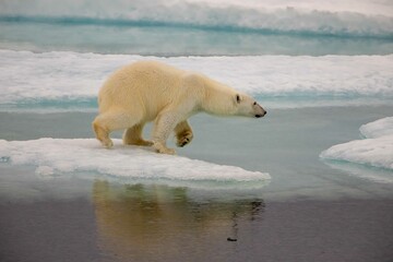 Obraz na płótnie Canvas Polar bear ready to leap