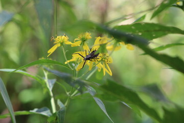 Insect on Yellow Flower