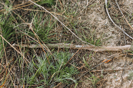 Scales and spine of a dead snake lying on the ground in nature in green grass. Photo of an animal.