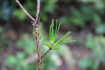 Baby Pine